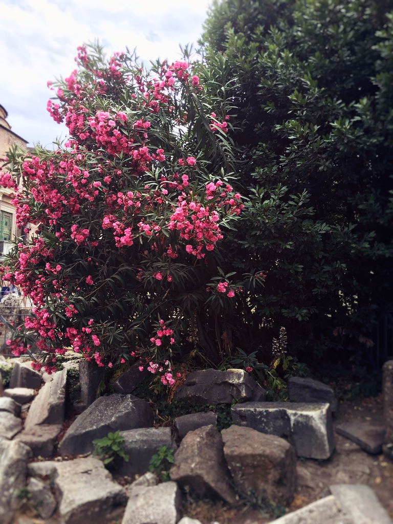 pink flowers in city forum in Rome